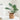 Artificial Monstera Leaf Potted Plant – Turtle Back Leaf Indoor Greenery Decoration - Lifeideas