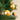 #color_golden
