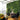 Artificial Greenery Hedge Wall Panel – UV-Resistant Outdoor Privacy Decor - Lifeideas