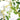 2pcs Lifelike Hanging Wisteria Flower Garland – Purple Silk Artificial Vine for Indoor & Outdoor Decoration - Lifeideas