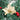 270cm Pre-Lit Artificial Spruce Christmas Garland with Warm White LED Lights - Lifeideas