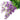 #color_purple