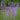 #color_purple