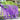 #color_purple