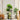 5-Tier Corner Plant Stand – Minimalist Display Rack for Indoor Plants & Decor - Lifeideas