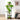 5-Tier Corner Plant Stand – Minimalist Display Rack for Indoor Plants & Decor - Lifeideas