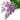 #color_purple