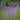 #color_purple